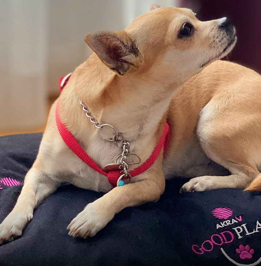 akra-v-pet-friendly-card2 (1).jpg